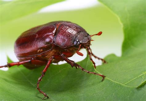 philippine bugs|May Beetle or June Bug .